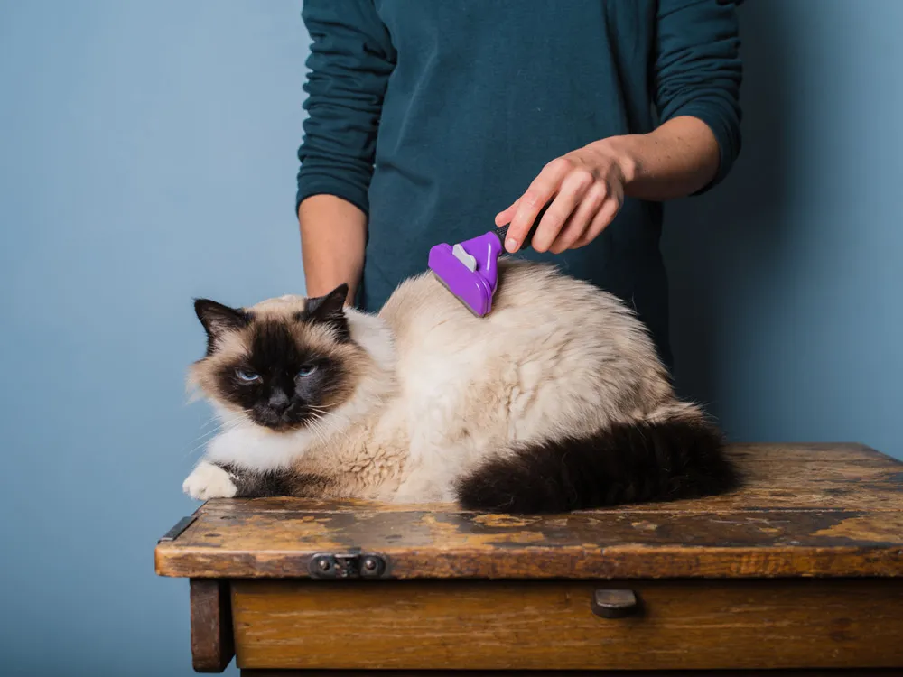 Cuidado de pelaje gato siames