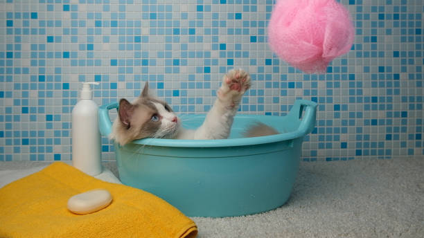 Baño Gato Ragdoll