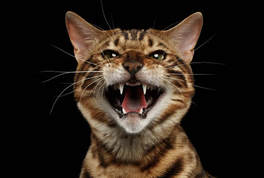 Dientes gato bengali