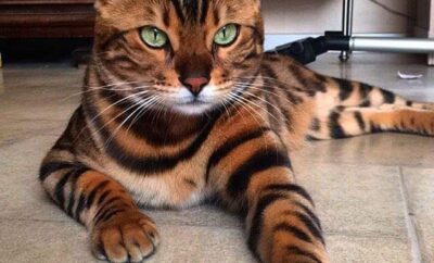 Gato Bengalí en España: historia, características, cuidados, precio y popularidad