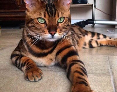 Gato Bengalí en España: historia, características, cuidados, precio y popularidad