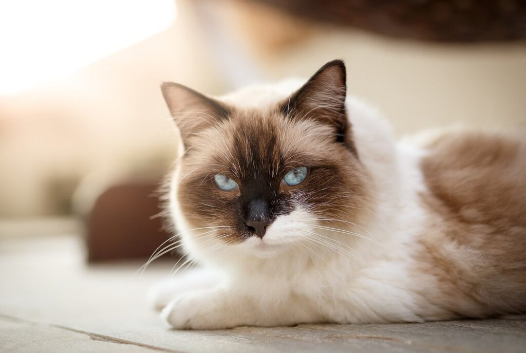 caracteristicas del gato ragdoll