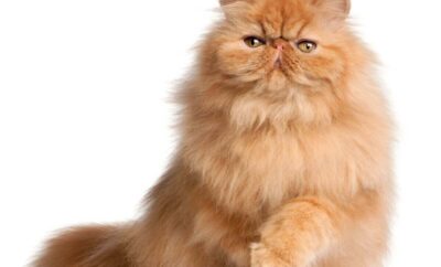 Gato Persa en España: Historia, Características, Cuidados y Popularidad
