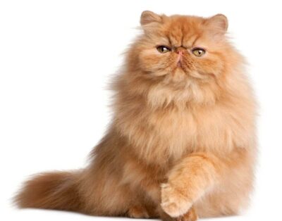 Gato Persa en España: Historia, Características, Cuidados y Popularidad