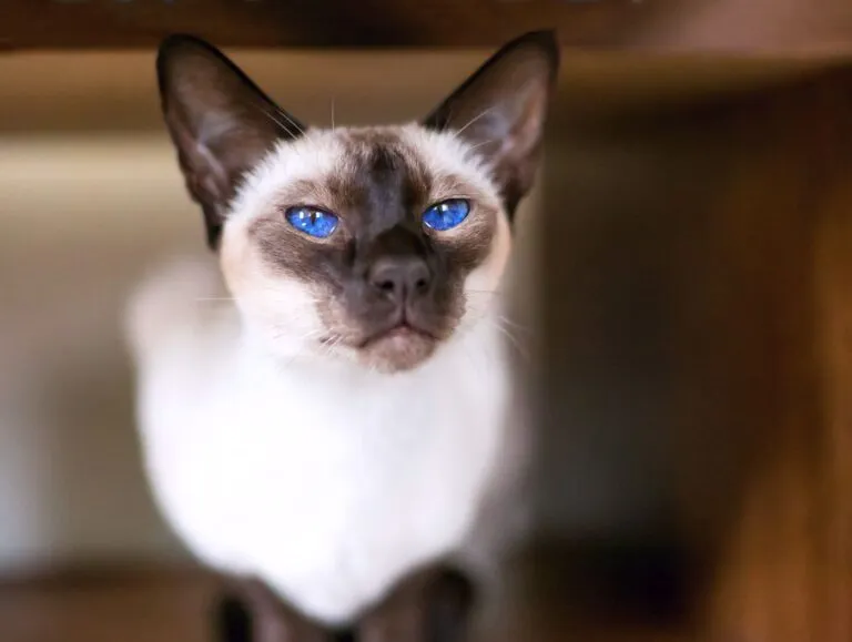 Gato Siames evolucion