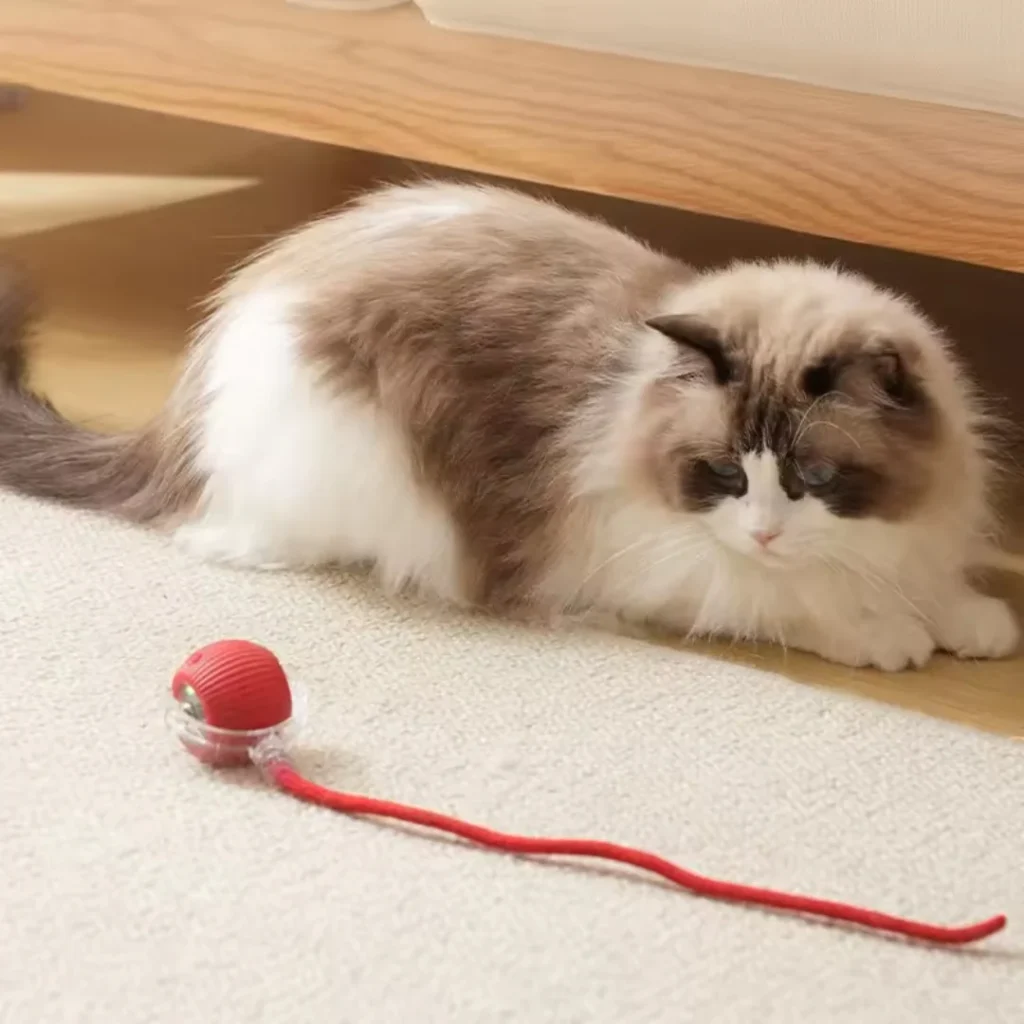 Actividad fisica gato Ragdoll