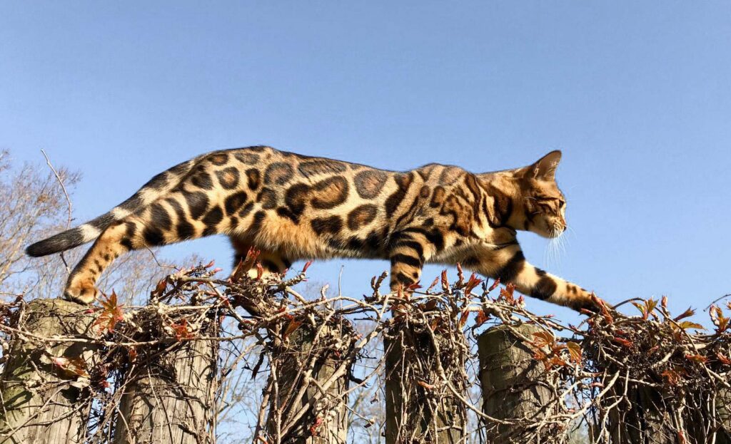 Movimiento del gato bengali
