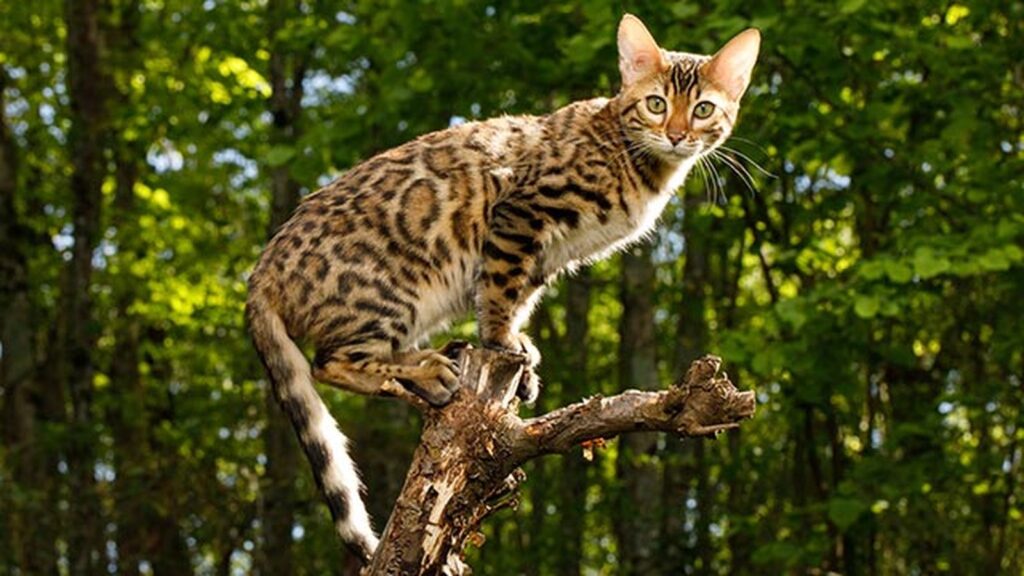 Gato Bengali España