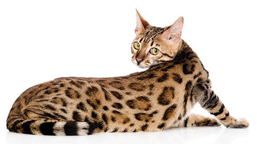 Pelaje Gato bengali