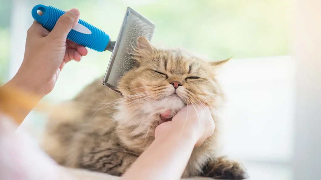 Cuidado del pelo gato persa