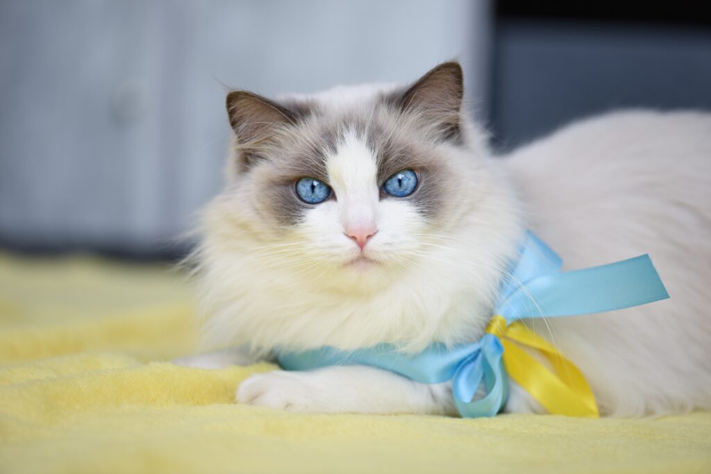 Comportamiento gatos ragdoll