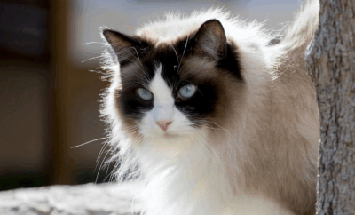 Gato Ragdoll en España: historia, características, cuidados, precio y popularidad