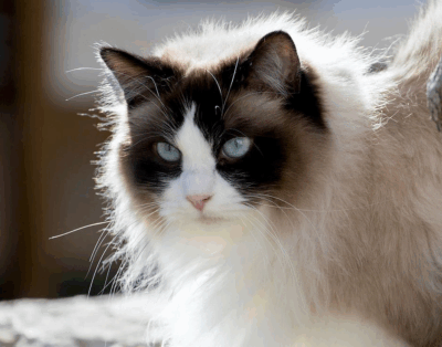 Gato Ragdoll en España: historia, características, cuidados, precio y popularidad