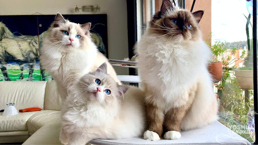 variedades gato ragdoll