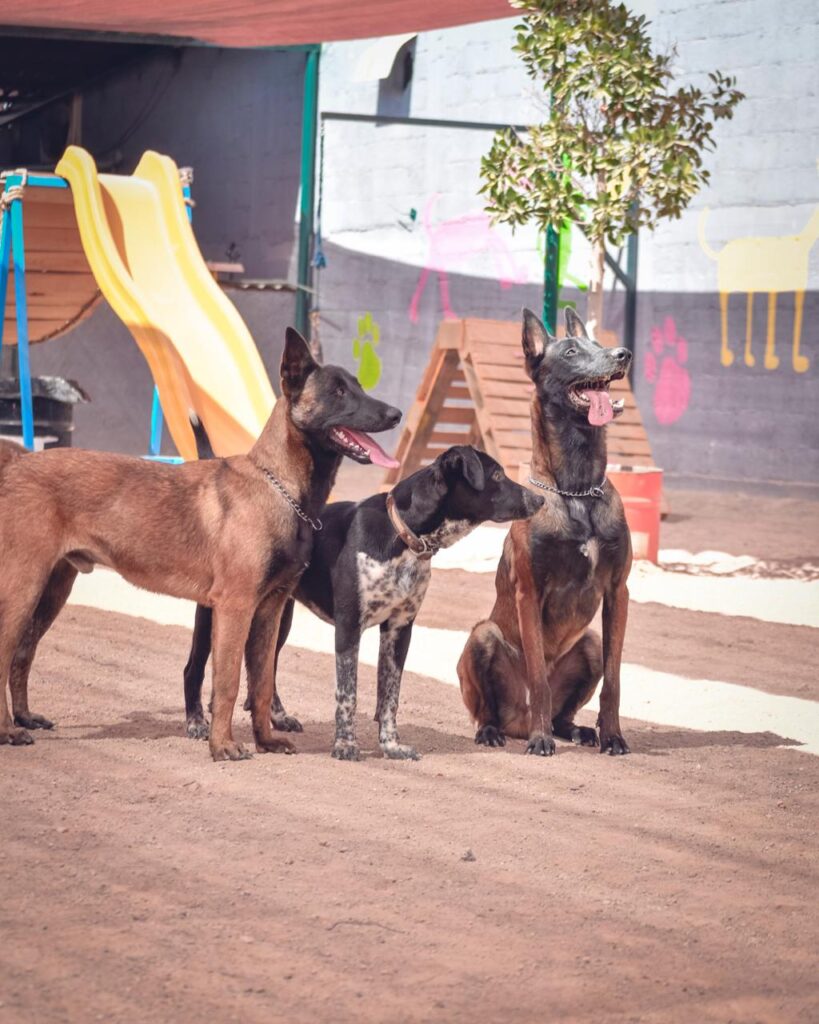 Voluntariado Animal