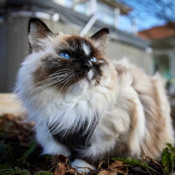 Ragdoll adopcion