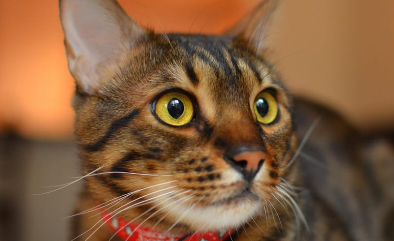 Ojos de Bengali