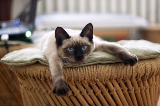Caracter gato siames