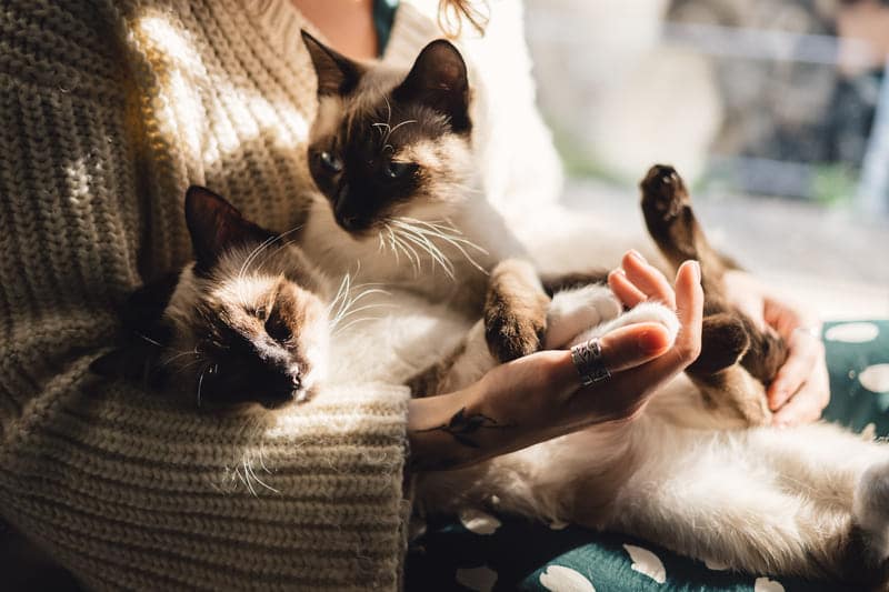 Comportamiento de Gatos siameses