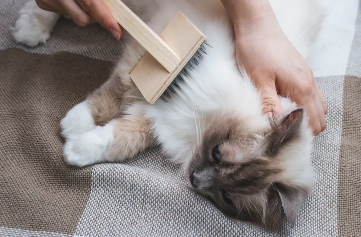 Cepillado Gato Ragdoll