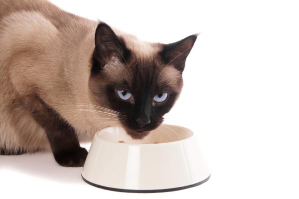 Alimentación Gatos siameses