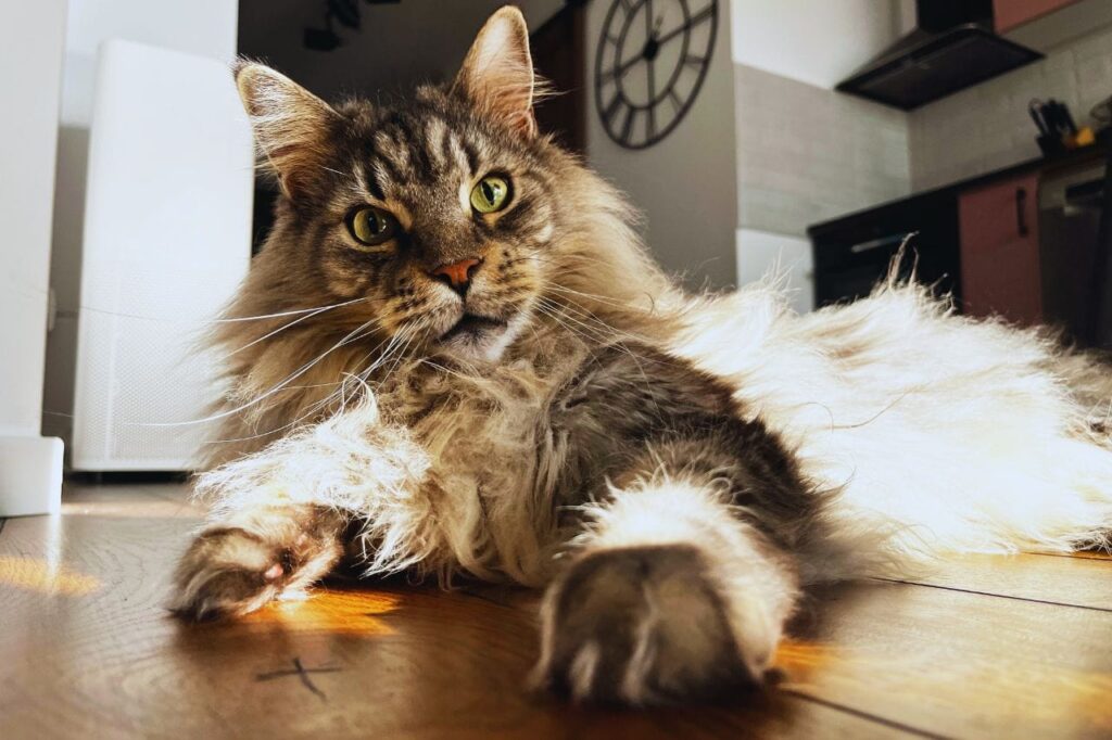 Maine Coon comportamiento