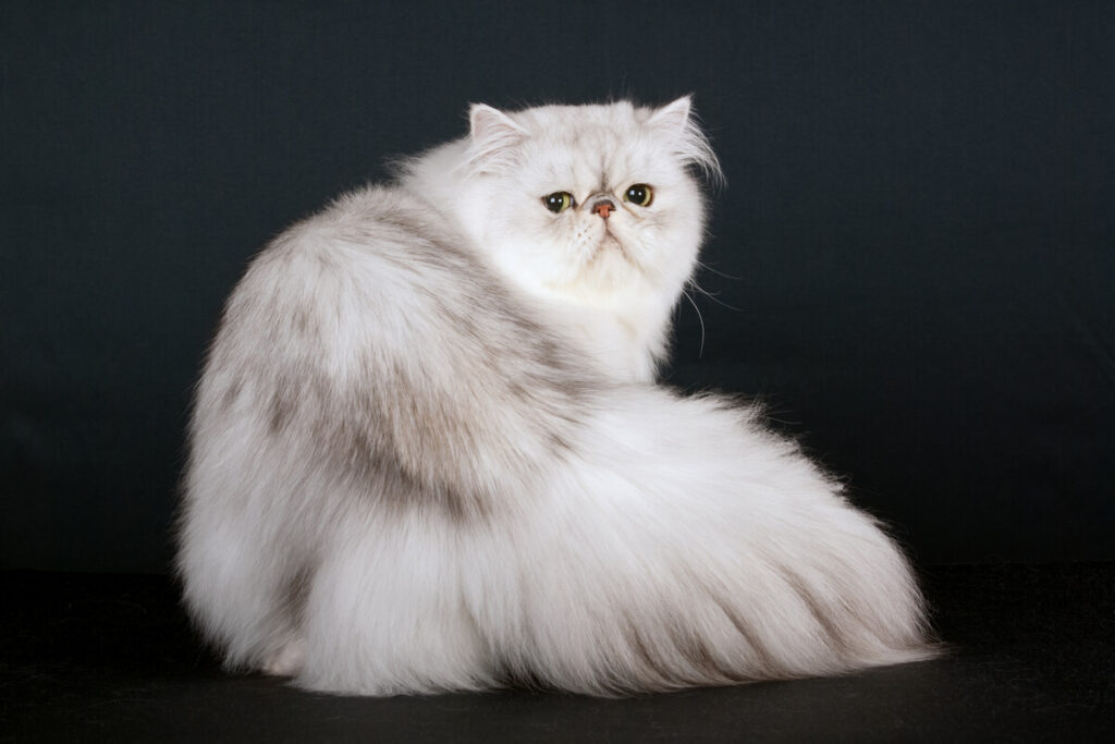 Gato persa blanco