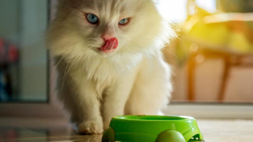 Alimentacion gato persa