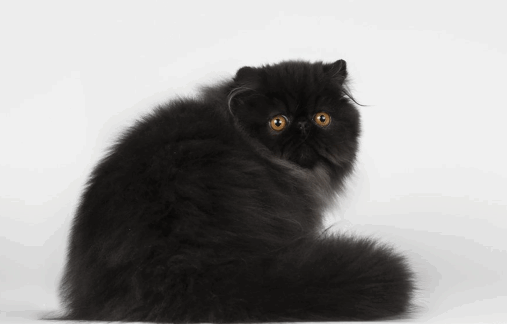 Gato persa negro