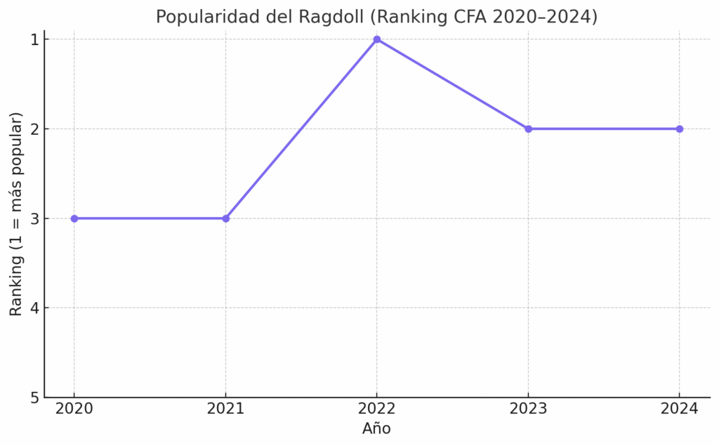 Popularidad gato ragdoll