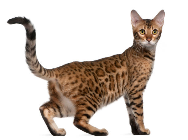 Cola gato bengali