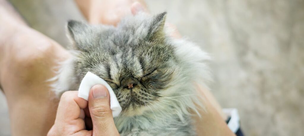 Higiene ocular gato persa