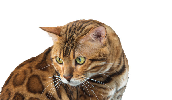 Rostro gato bengali