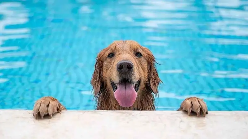 Golpe de calor en perros