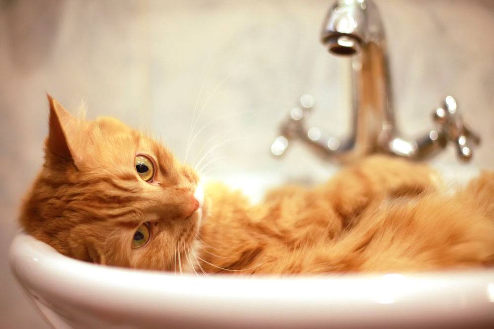 Riesgos de golpe de calor en gatos
