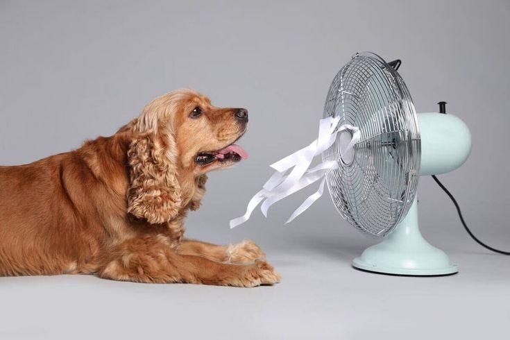Como cuidar a tu perro del calor