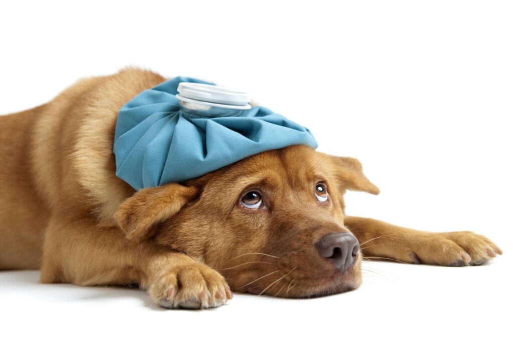 Consejos para evitar golpes de calor en perros