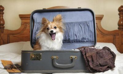 Comparativa de precios en hoteles para perros en Madrid