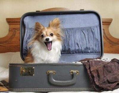 Comparativa de precios en hoteles para perros en Madrid