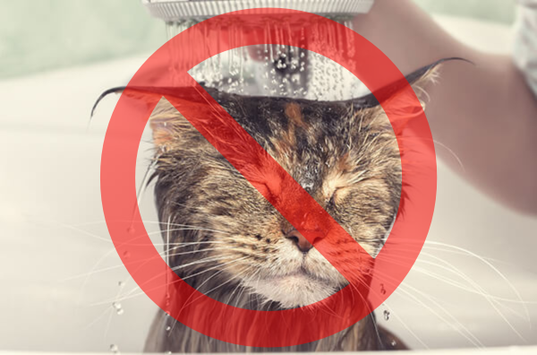 No sumergir al gato en agua helada