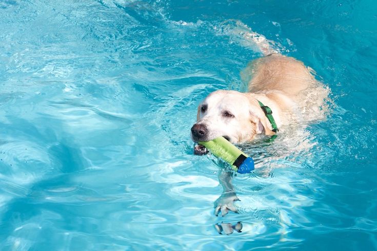 Golpe de calor en mascotas