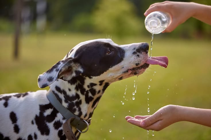 Recomendacion para el golpe de calor en perros