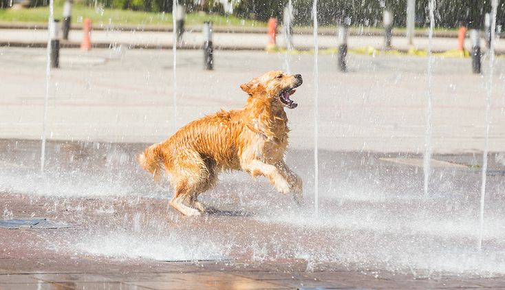 Eduacacion y concietizacion golpe de calor en perros