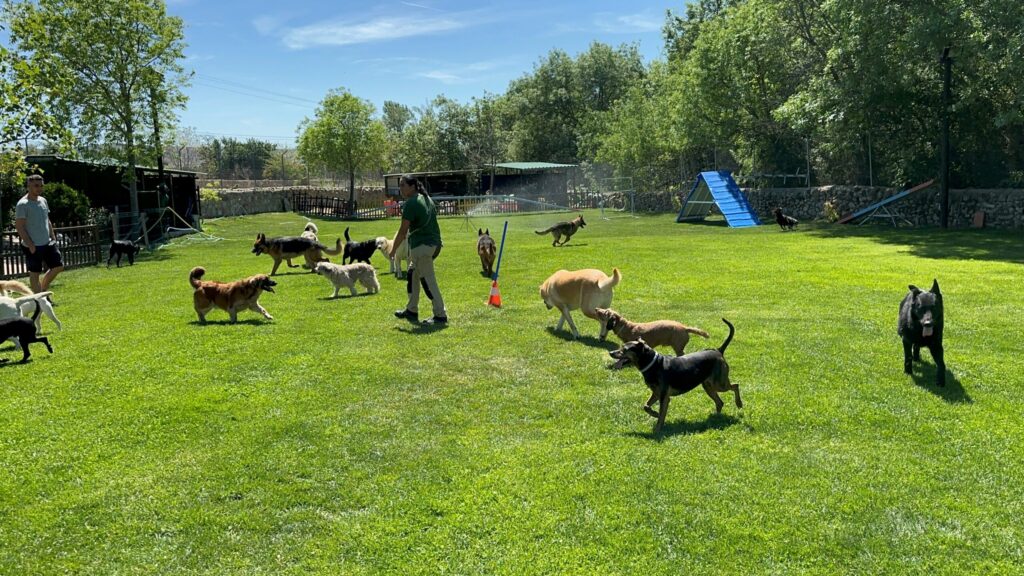 residencia canina rural