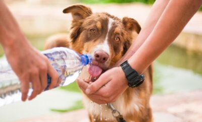 ¡Alerta! Descubre Cómo Prevenir el Golpe de Calor en Mascotas