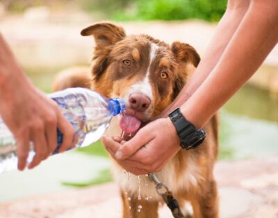¡Alerta! Descubre Cómo Prevenir el Golpe de Calor en Mascotas