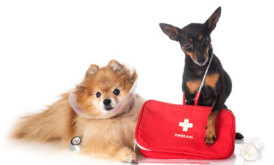 Kit de primeros auxilios para perros: lo esencial que todo dueño responsable necesita