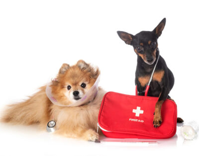 Kit de primeros auxilios para perros: lo esencial que todo dueño responsable necesita