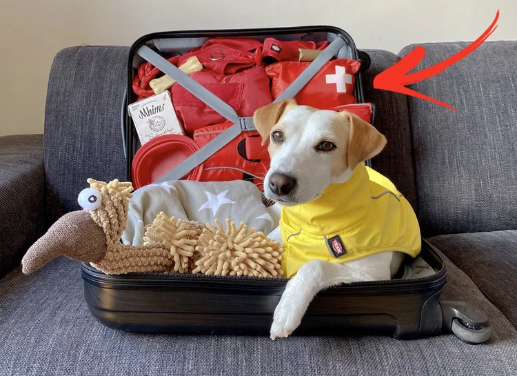 Kit de primeros auxilios para perros