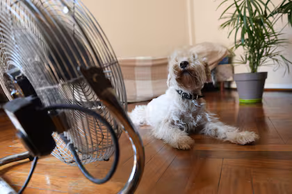 Como cuidar a tu perro del calor